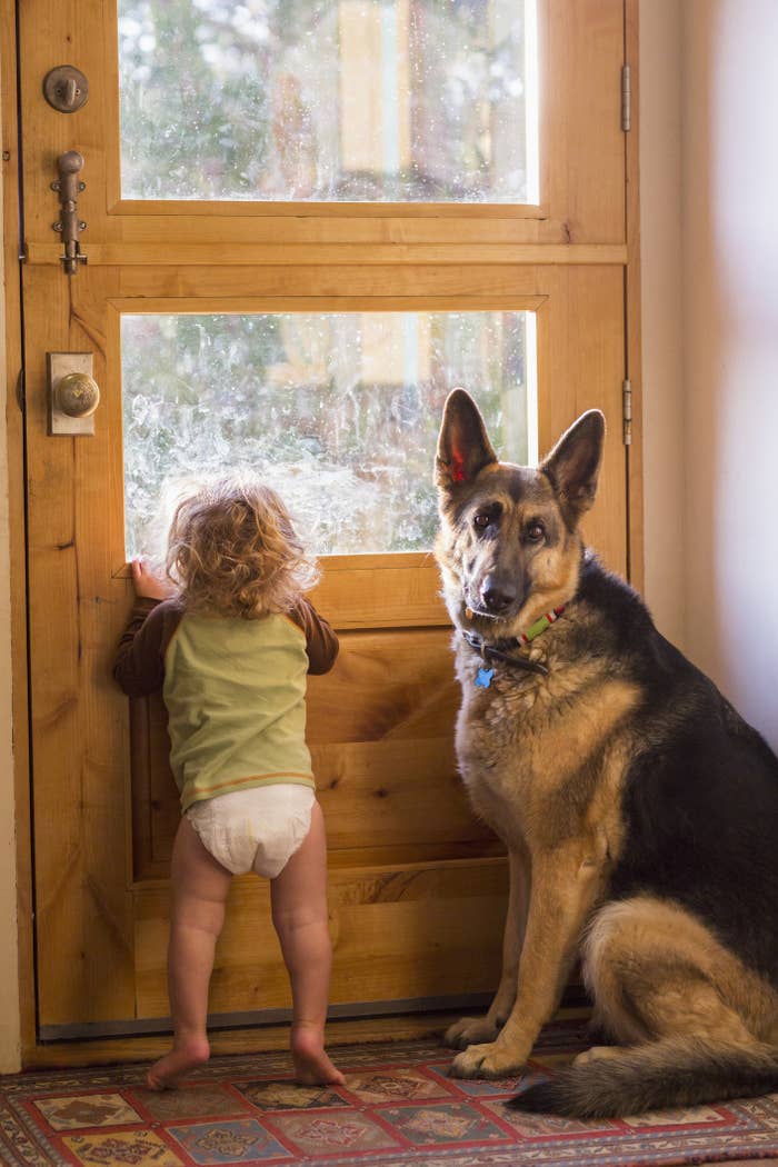 A German Shepherd with a toddler.
