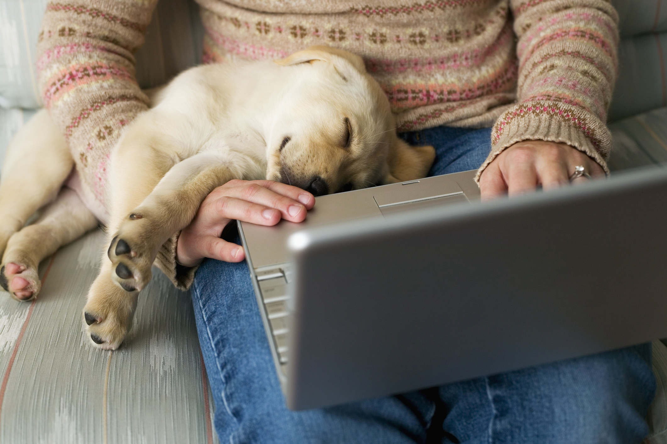 A woman using a laptop with a puppy sleeping on her.