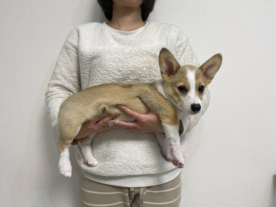 ビフォーアフター 可愛い顔した2匹のコーギー バズった写真に度肝を抜かれるよ