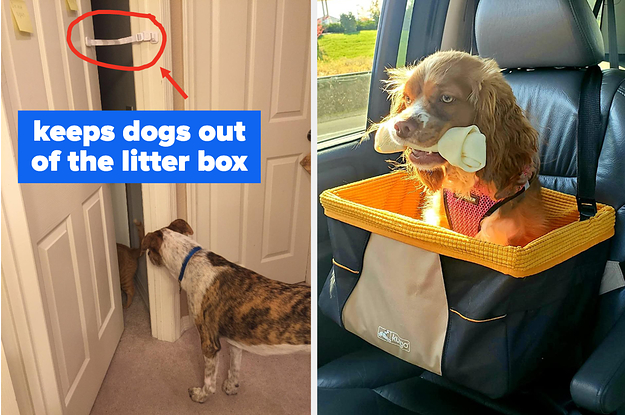 a door latch holding a door open just wide enough for a cat to go through but keep a dog out / a dog riding in an orange dog car seat