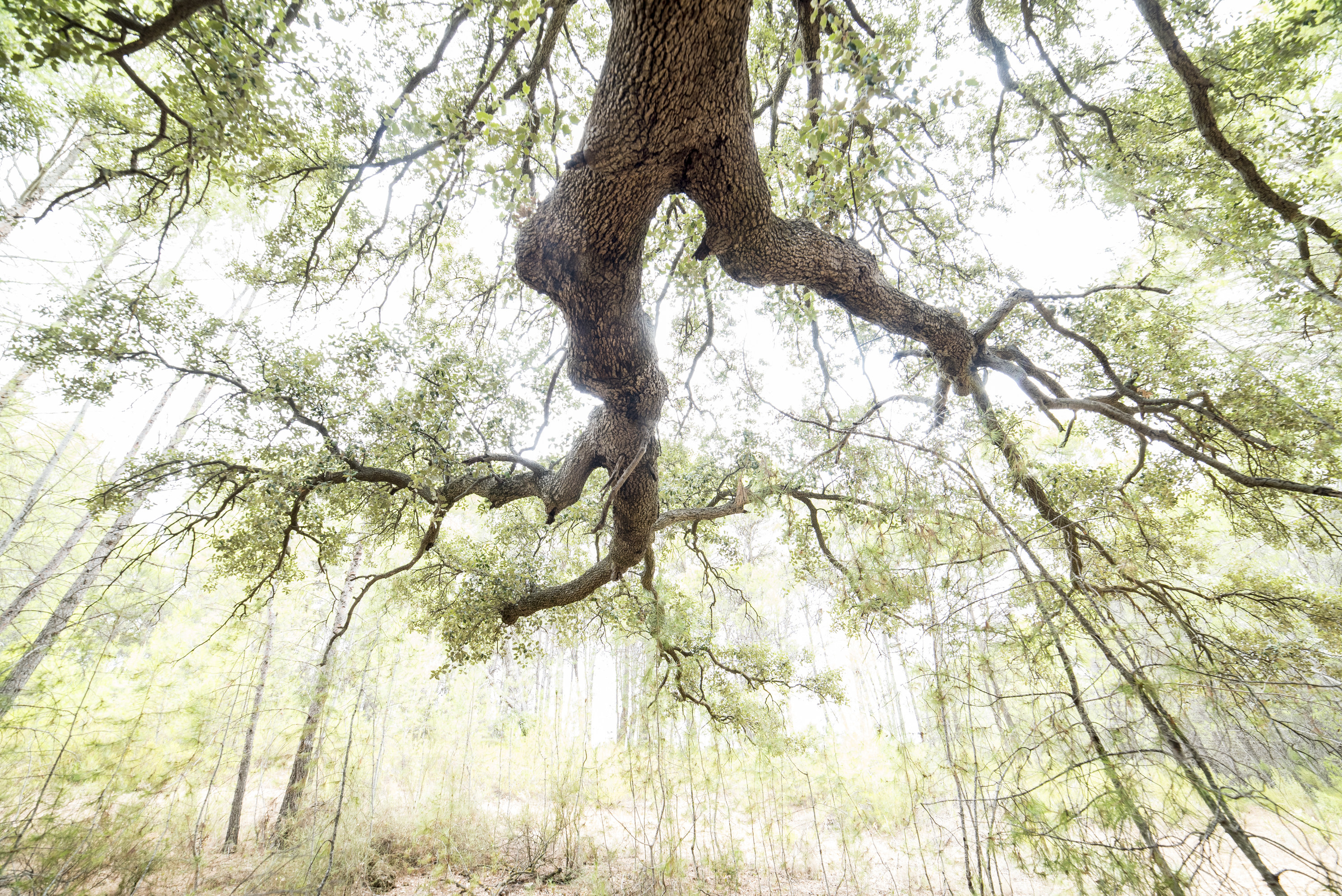 An oak tree