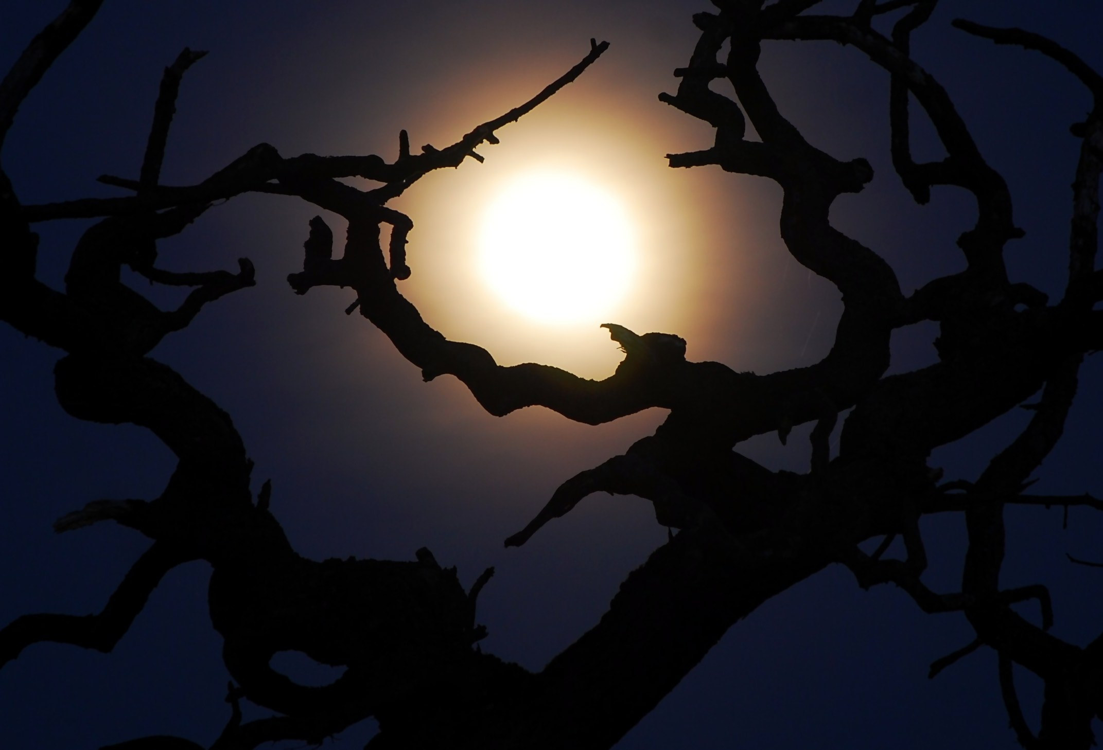 月光通过令人毛骨悚然的树枝
