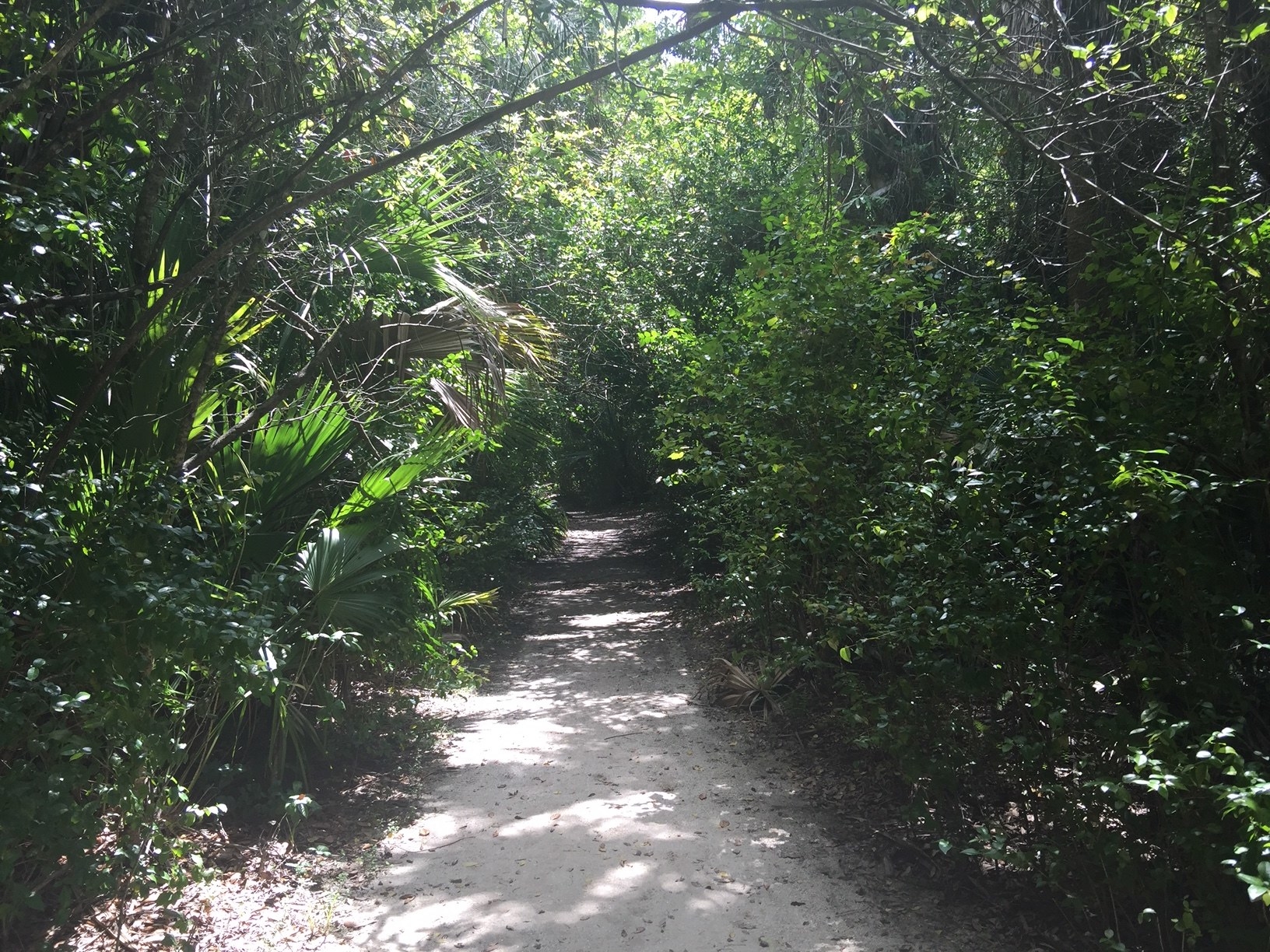 A shadowed trail path with dense trees all around it like a tunnel