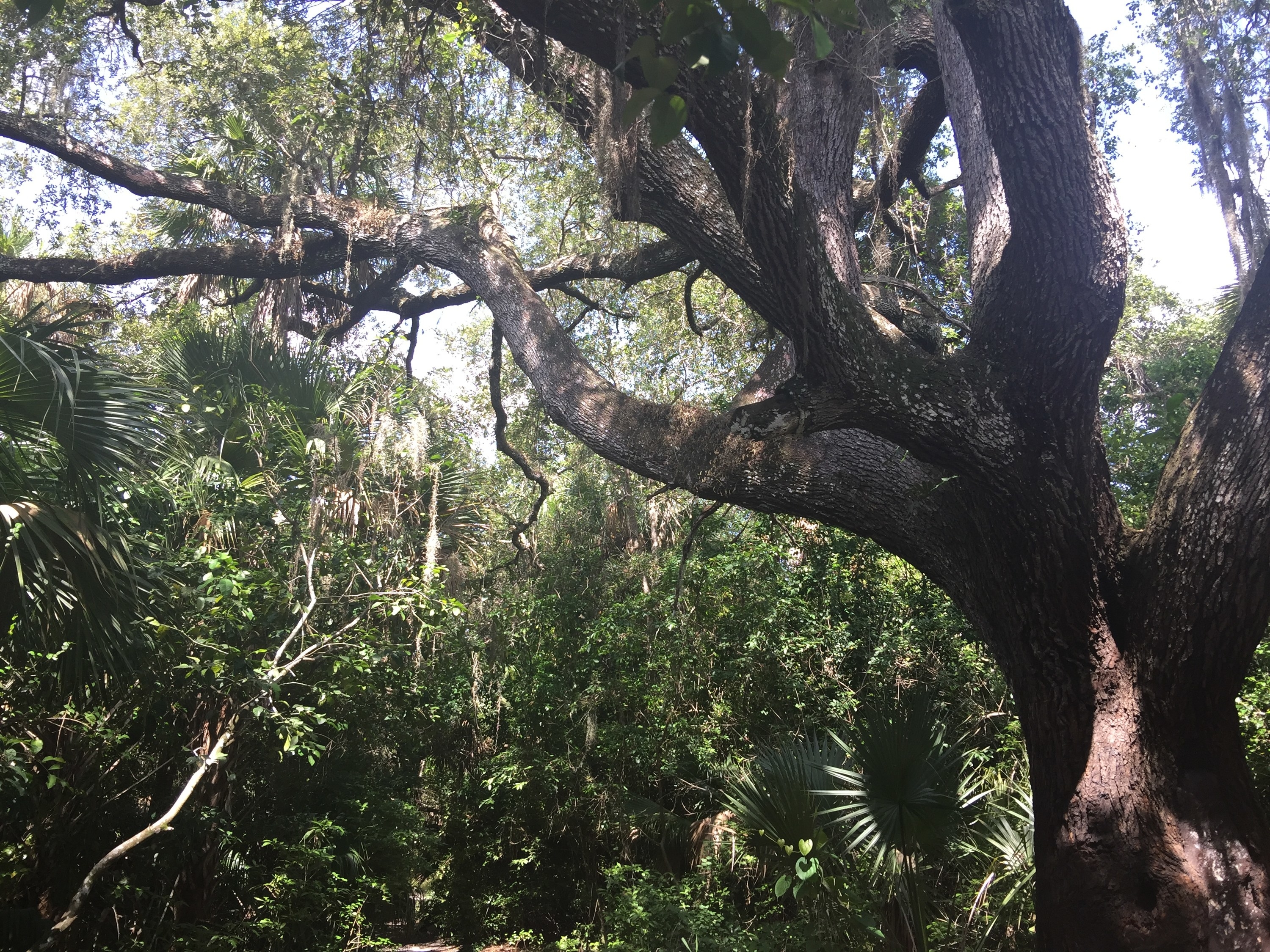 Gigantic oak tree by a trail