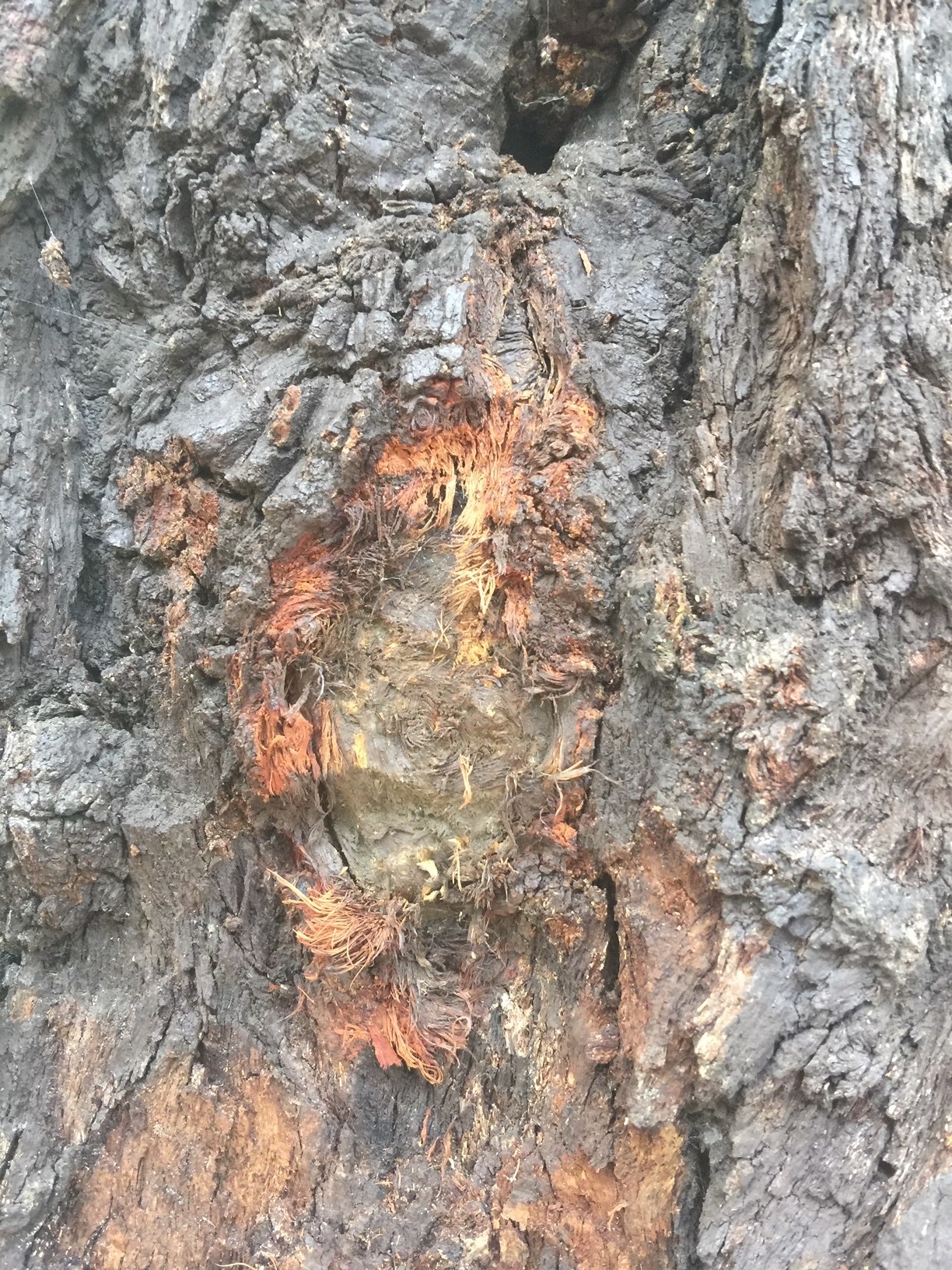 Burnt bark on the side of a tree