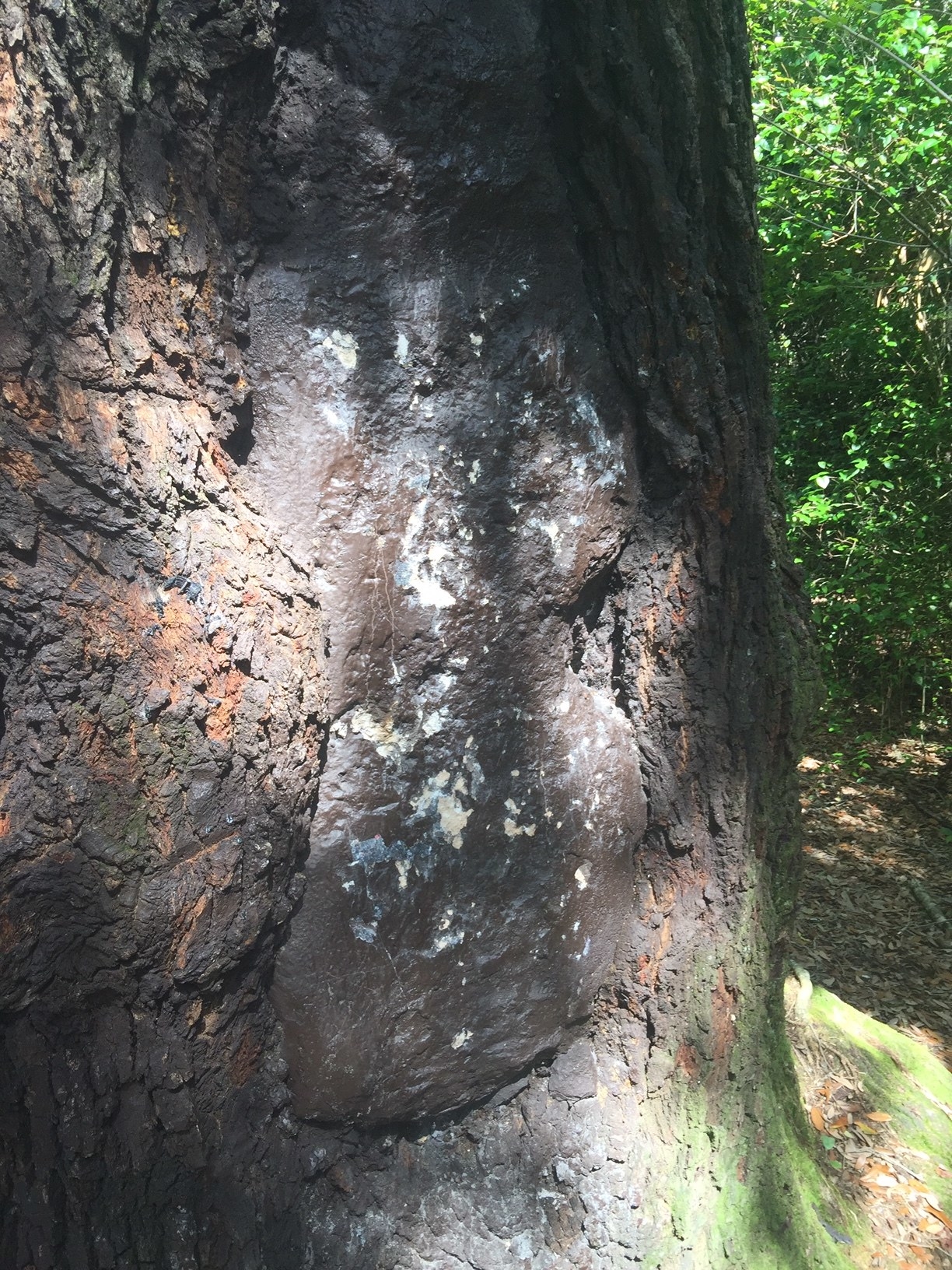 A large knot on the side of an oak tree
