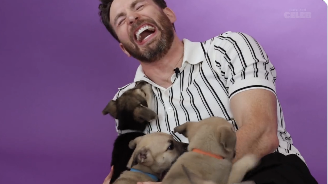 Chris Evans laughing as puppies climb onto him