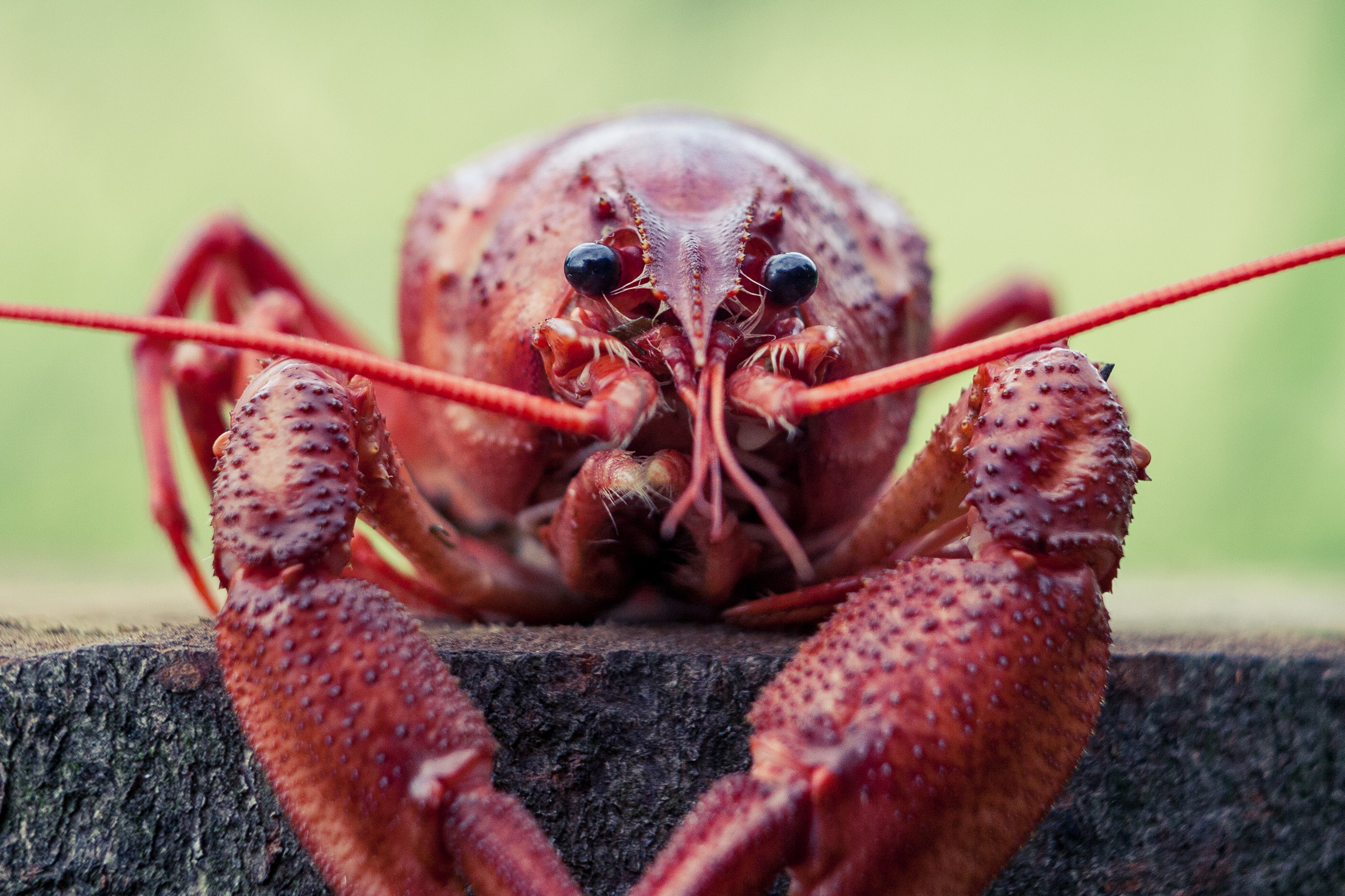 Closeup of a lobster