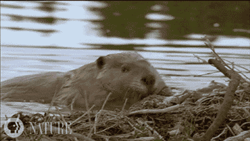 Gif of a beaver