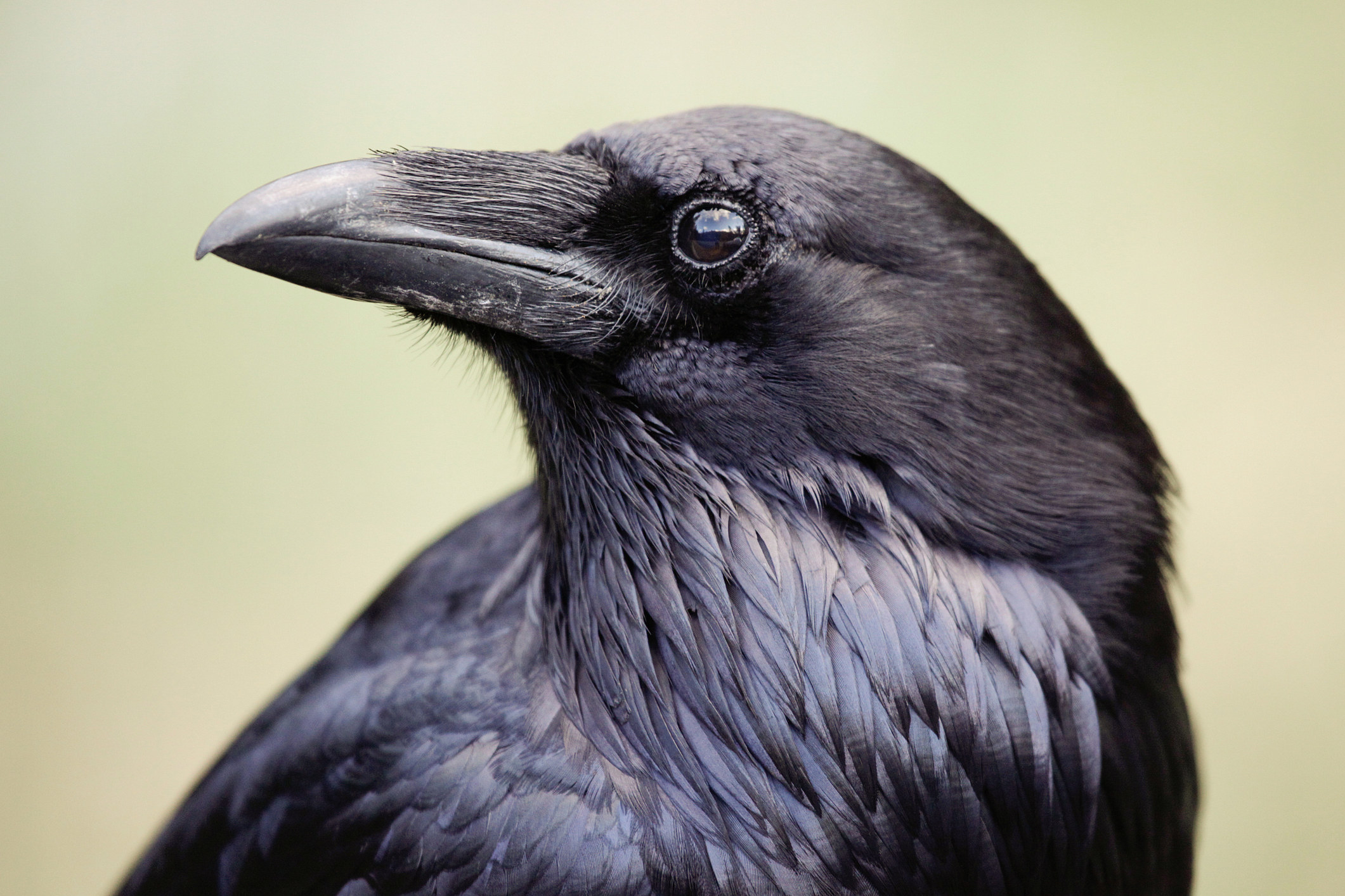 Closeup of a raven