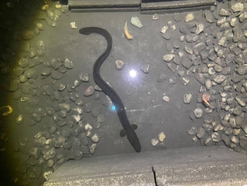 Eel inside the eel pit