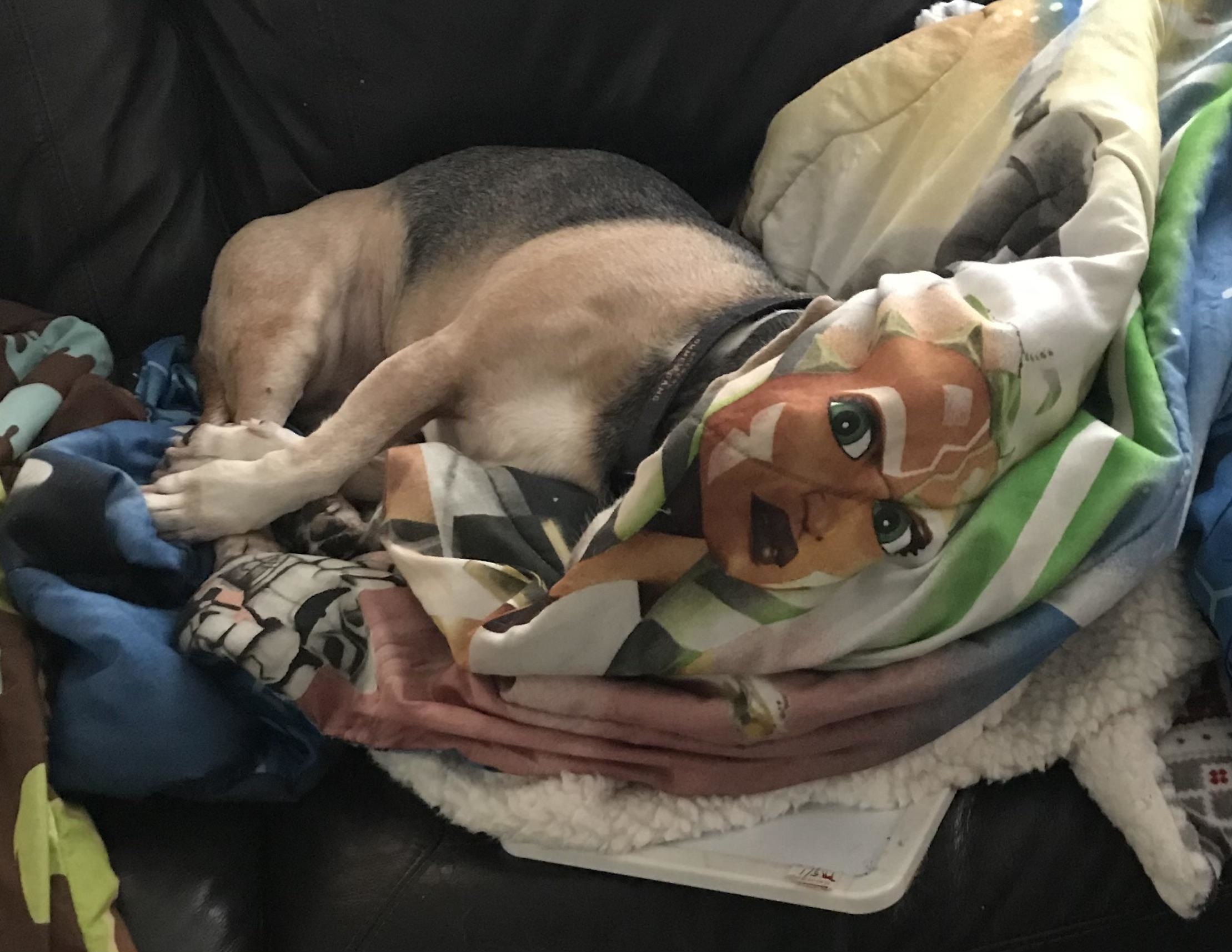 a dog nuzzled into a blanket that has a human face on it