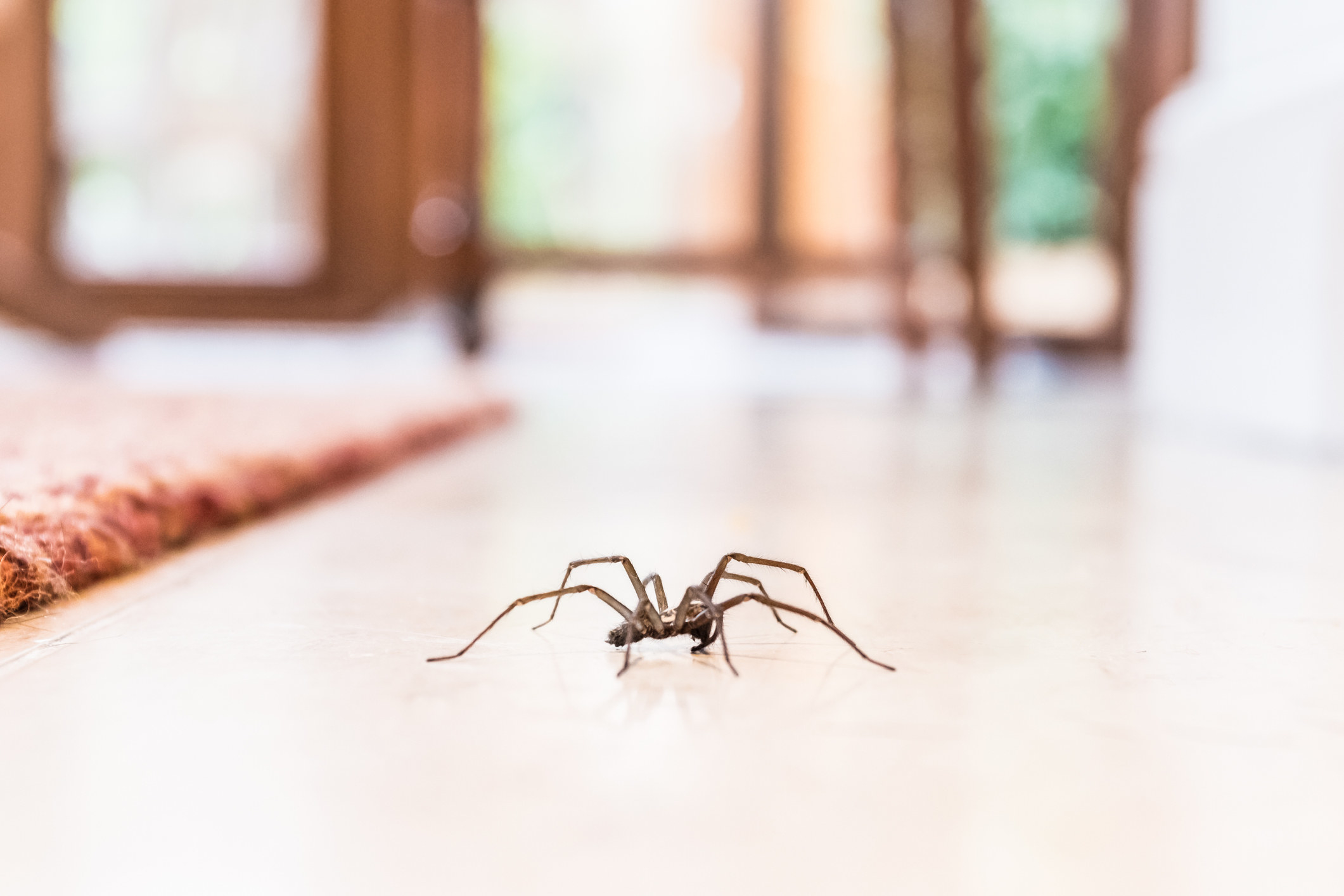 A spider on the floor of a house