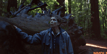 Frances McDormand walks through a forest, running her hand across a fallen tree