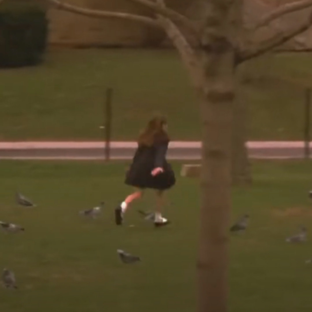 Macree running in a field with birds