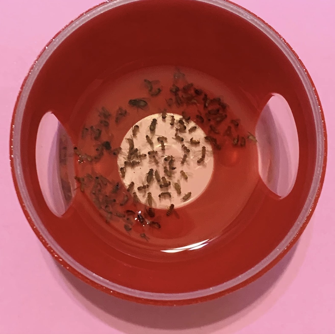 reviewer photo showing the fruit fly trap filled with dead fruit flies