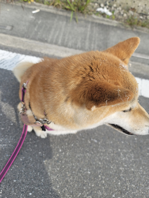 どうなってるの 完全に見た目がコラ画像 胴体が消えたイッヌの奇跡の一枚がこちら どうなってるの 完全に見た目がコラ画像 胴体が消えたイッヌの奇跡の一枚がこちら