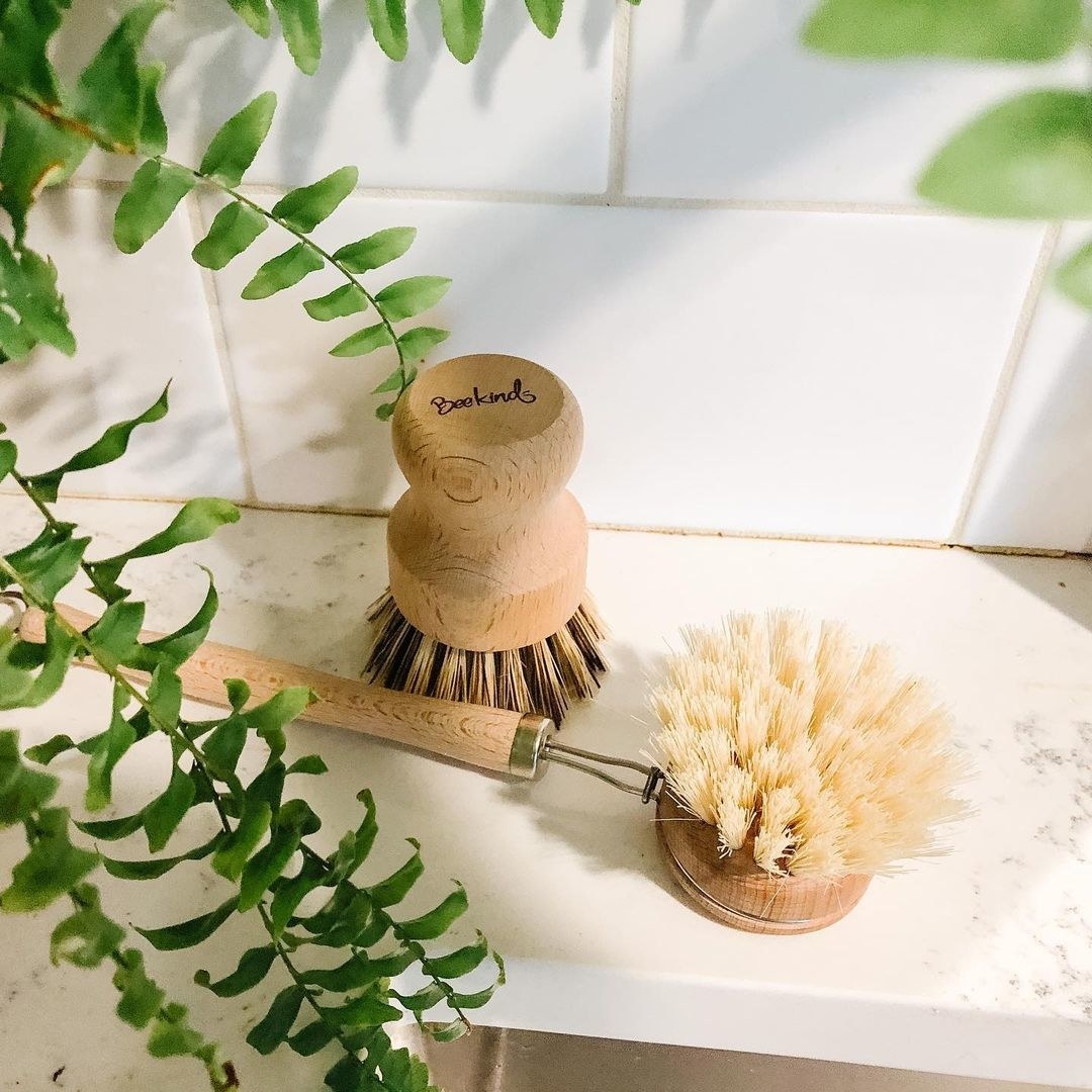 a pair of eco friendly scrubbing brushes next to a fern