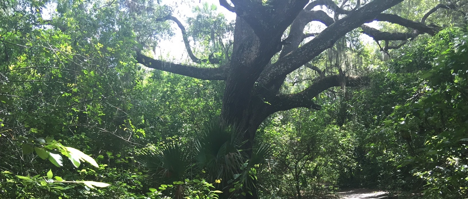 A large oak tree with palmetto leaves around it