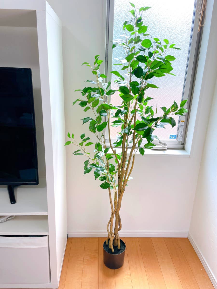 ニトリのおかげで「大きな観葉植物のあるお部屋に住みたい」という夢が 