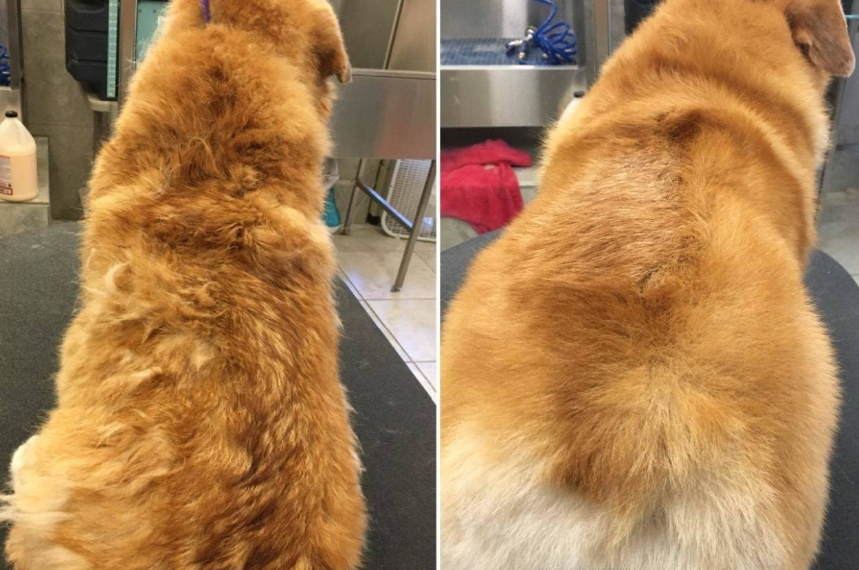 How Do You Clean Dog Diarrhea Off Tile