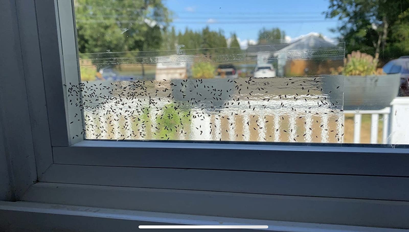 Reviewer&#x27;s photo of the sticky trap used in a window, full of dead bugs