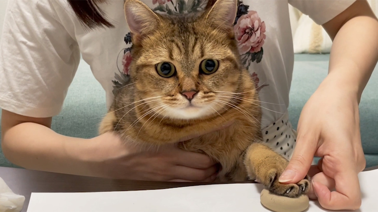 ぼく、連帯保証猫にされたんですか…？飼い主さんに「はんこ」を押させ