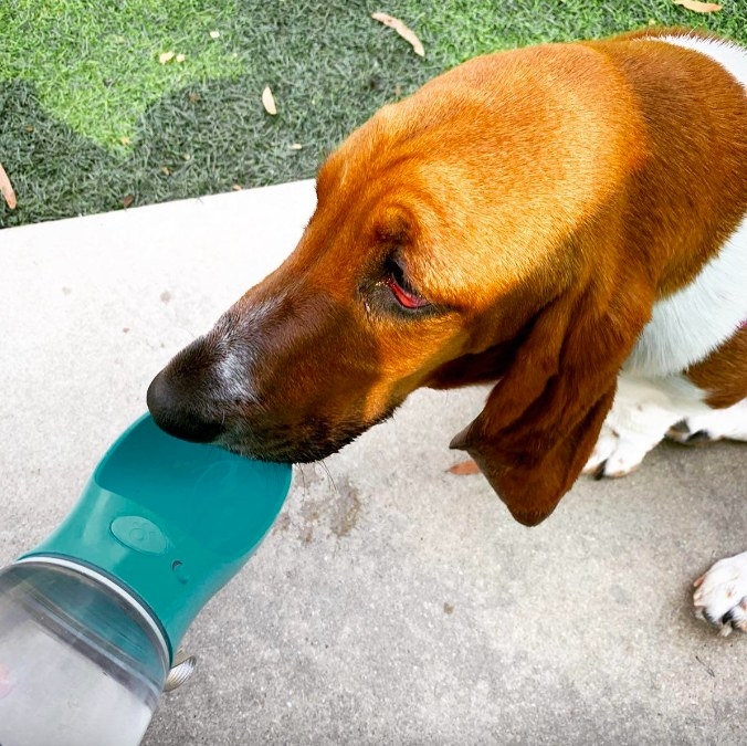Reviewer image of Bassett Hound drinking from water bottle