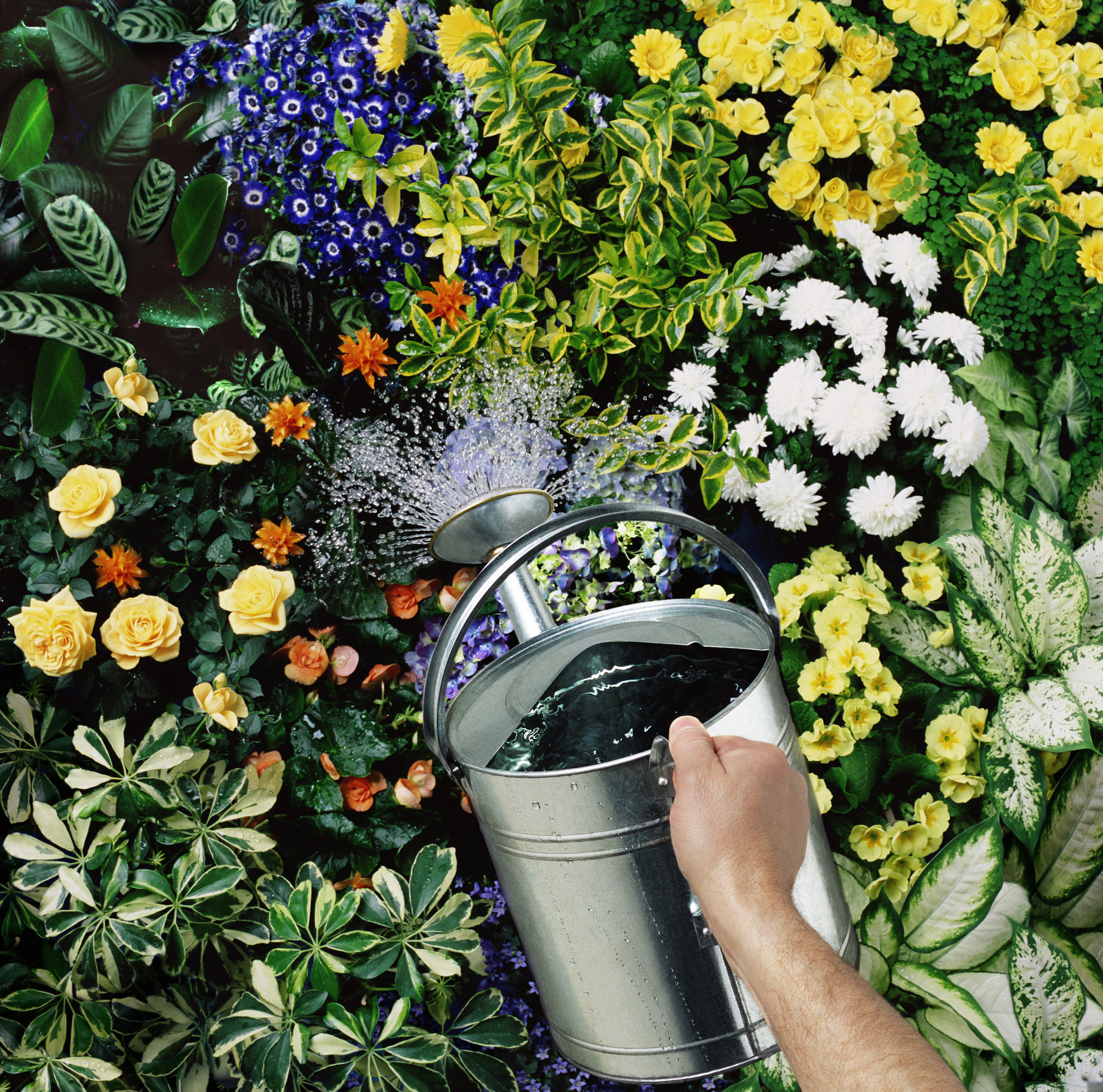 A person watering flowers