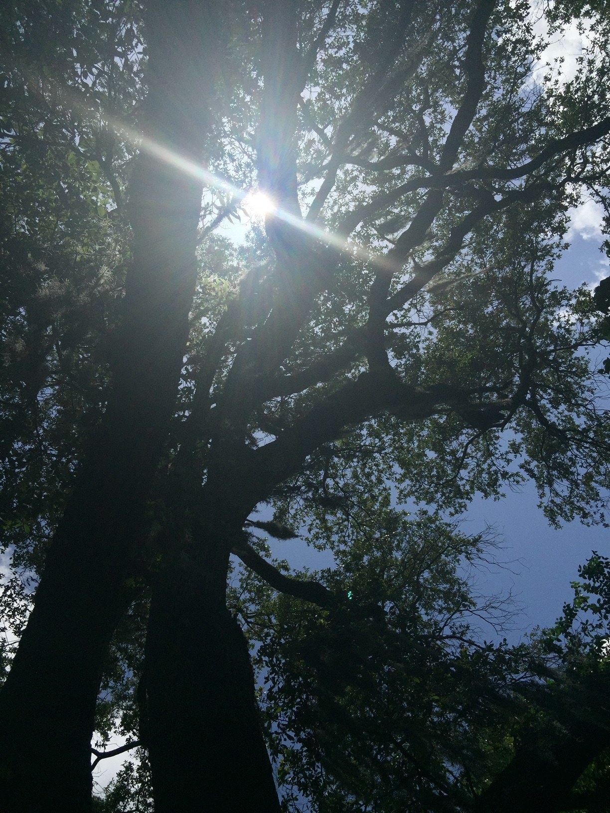 Looking up through the oak tree branches at the sun