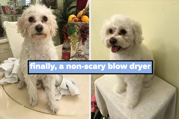 wet dog, then dry happy looking dog