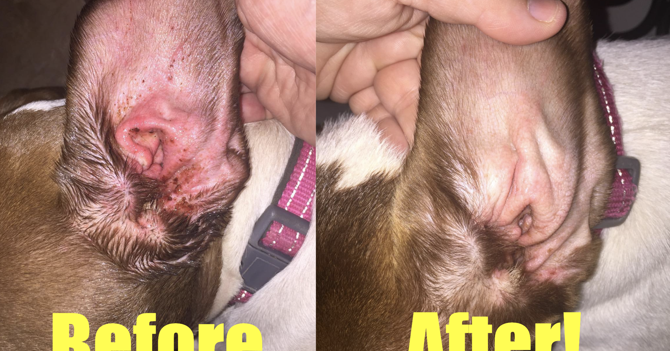 25 Effective Pet Products With Before-And-Afters That’ll Convince You To Add ‘Em To Your Cart