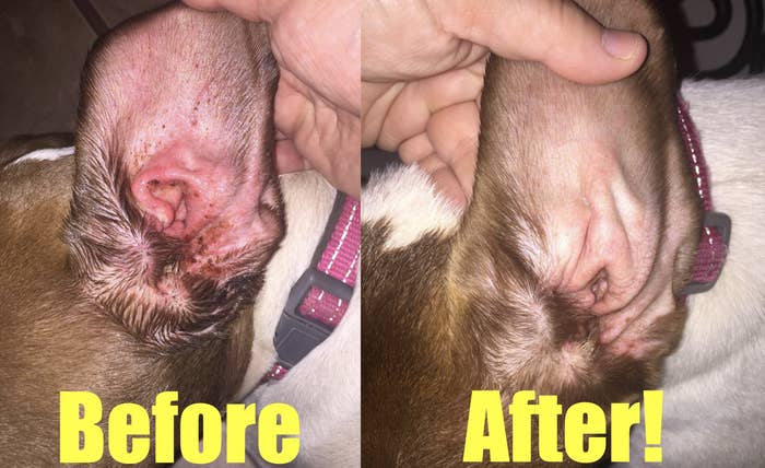 Two side-by-side photos of a dog&#x27;s ear, showing a before and after of a healing process