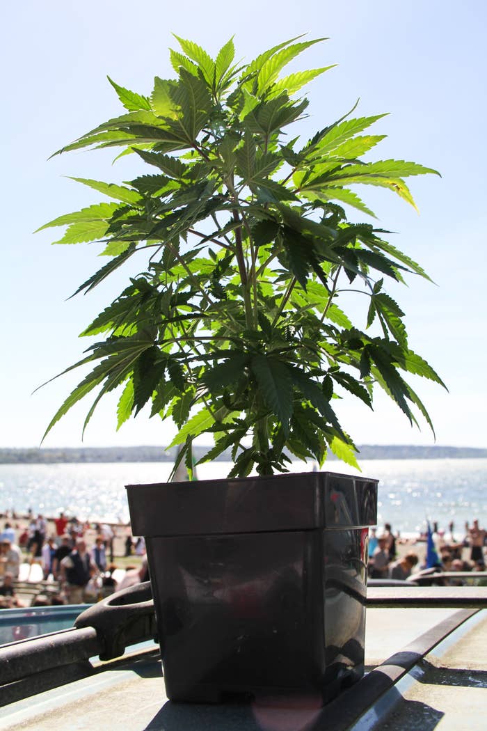 a cannabis plant