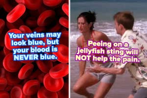 "Your veins may look blue, but your blood is NEVER blue" over red blood cells and "peeing on a jellyfish sting will NOT help the pain" over chandler and monica on the beach