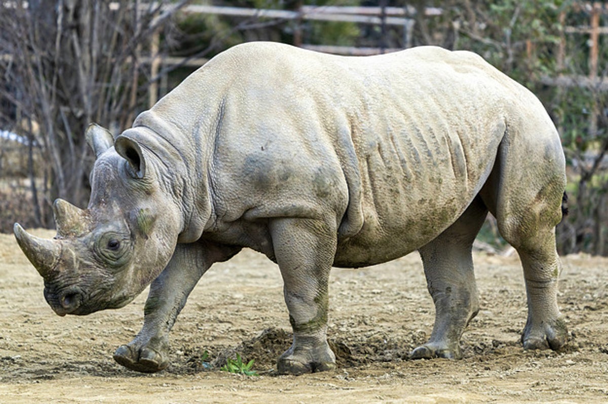 あまりに悲しい サイの角がガンにも効く 根拠なき噂で1000頭以上のサイが犠牲になっている話