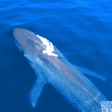 A blue whale in the ocean