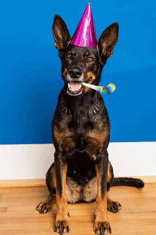 A dog blowing a party horn