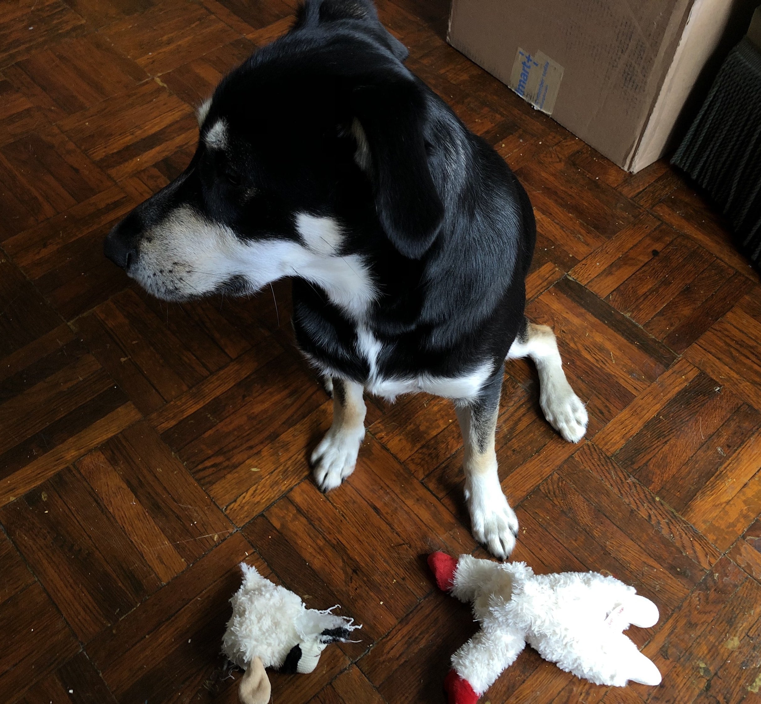 the author&#x27;s dog sitting next to a stuffed lampchop dog toy that he beheaded