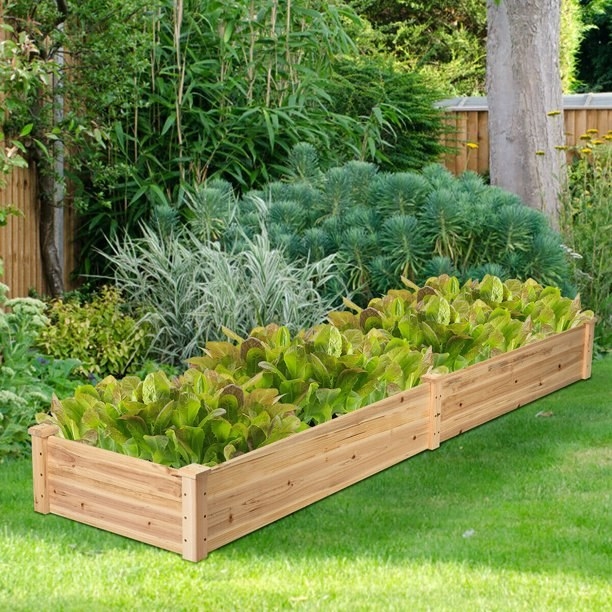 The wooden garden bed in yard filled with lettuce