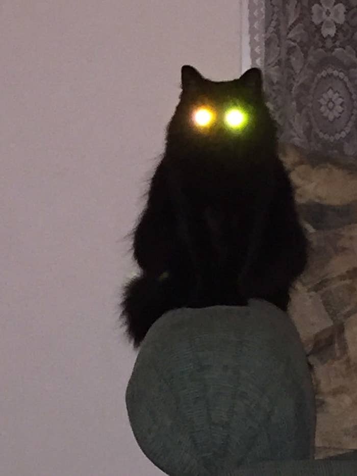 A black cat with glowing eyes