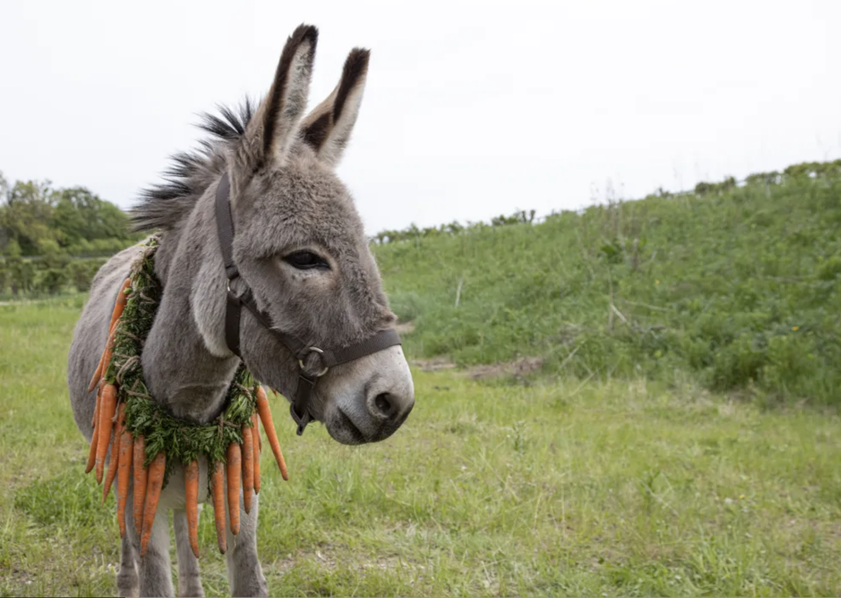 A donkey with carrots around its neck