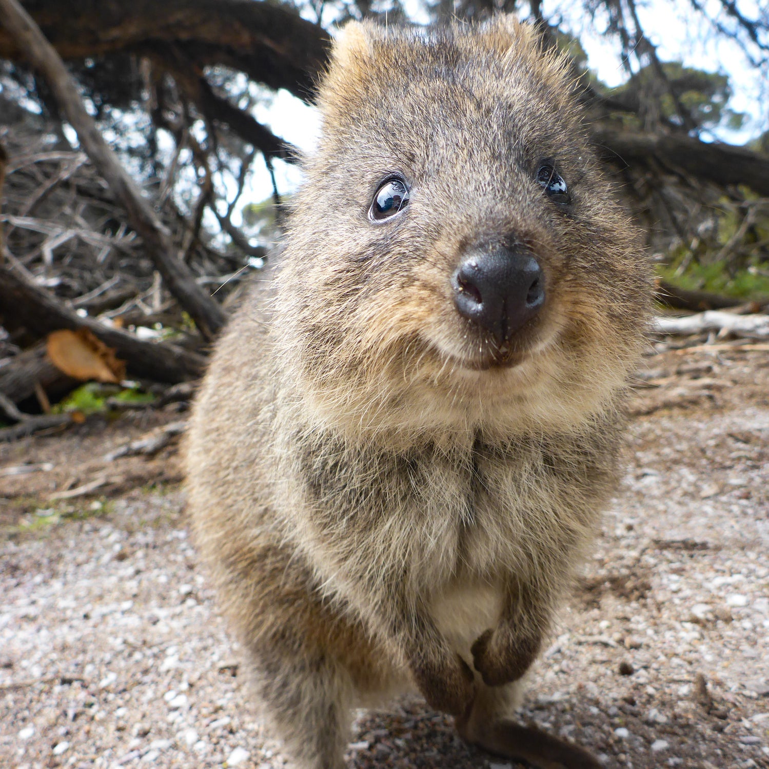 Aussies Are Sharing The Things That Make Them Proud To Be Australians Aussies Are Sharing The Things That Make Them Proud To Be Australians