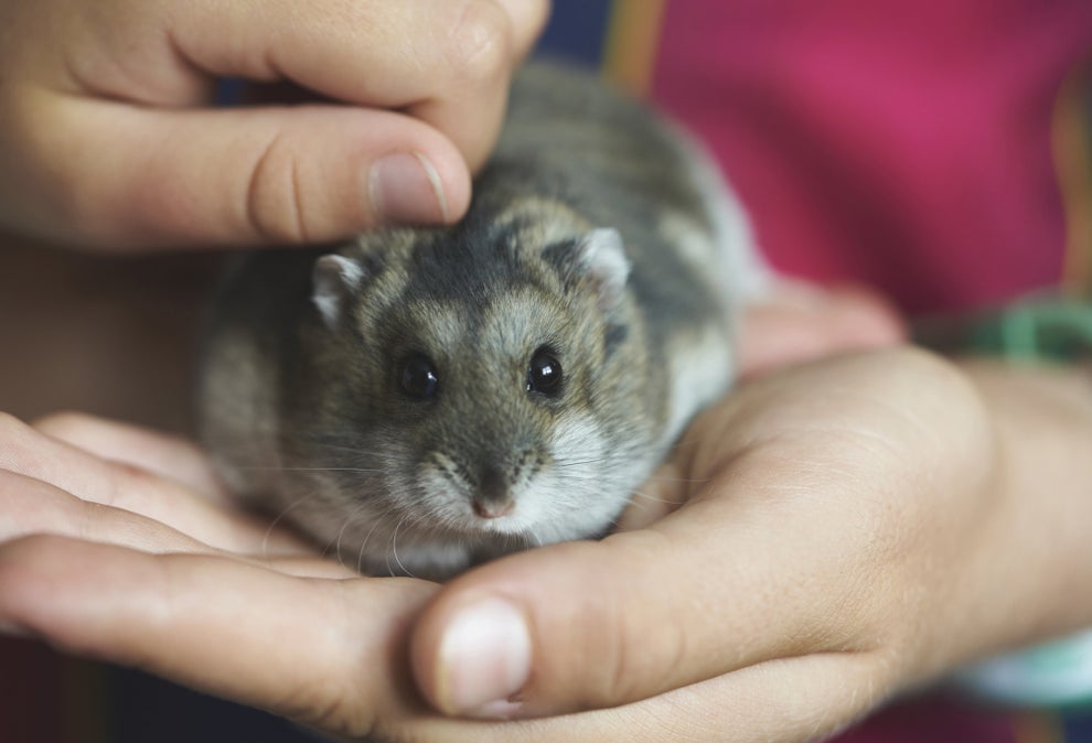 dwarf hamster lifespan MK long  Dwarf hamster, Hamster, Hamster