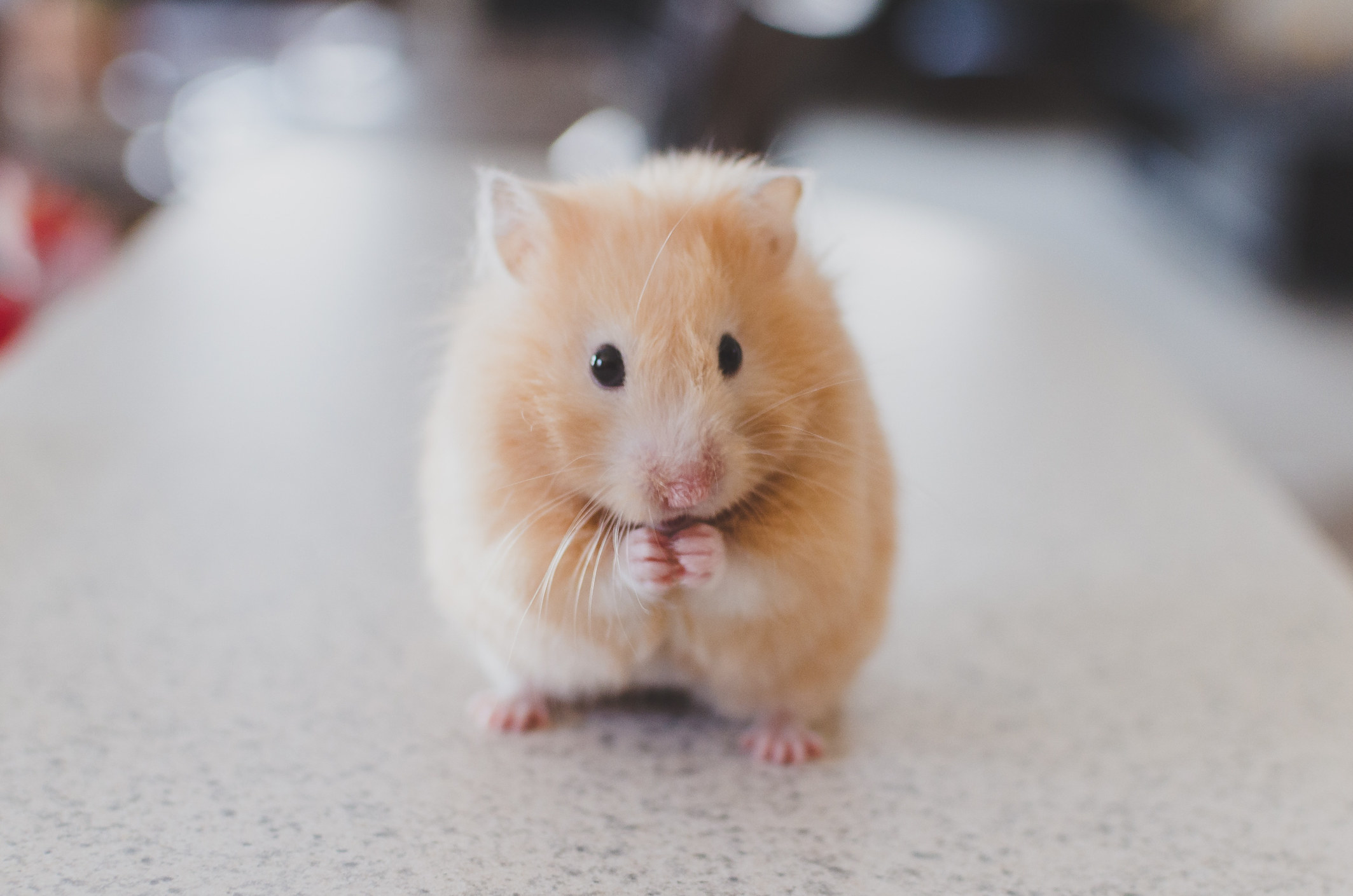 a hamster on a countertop