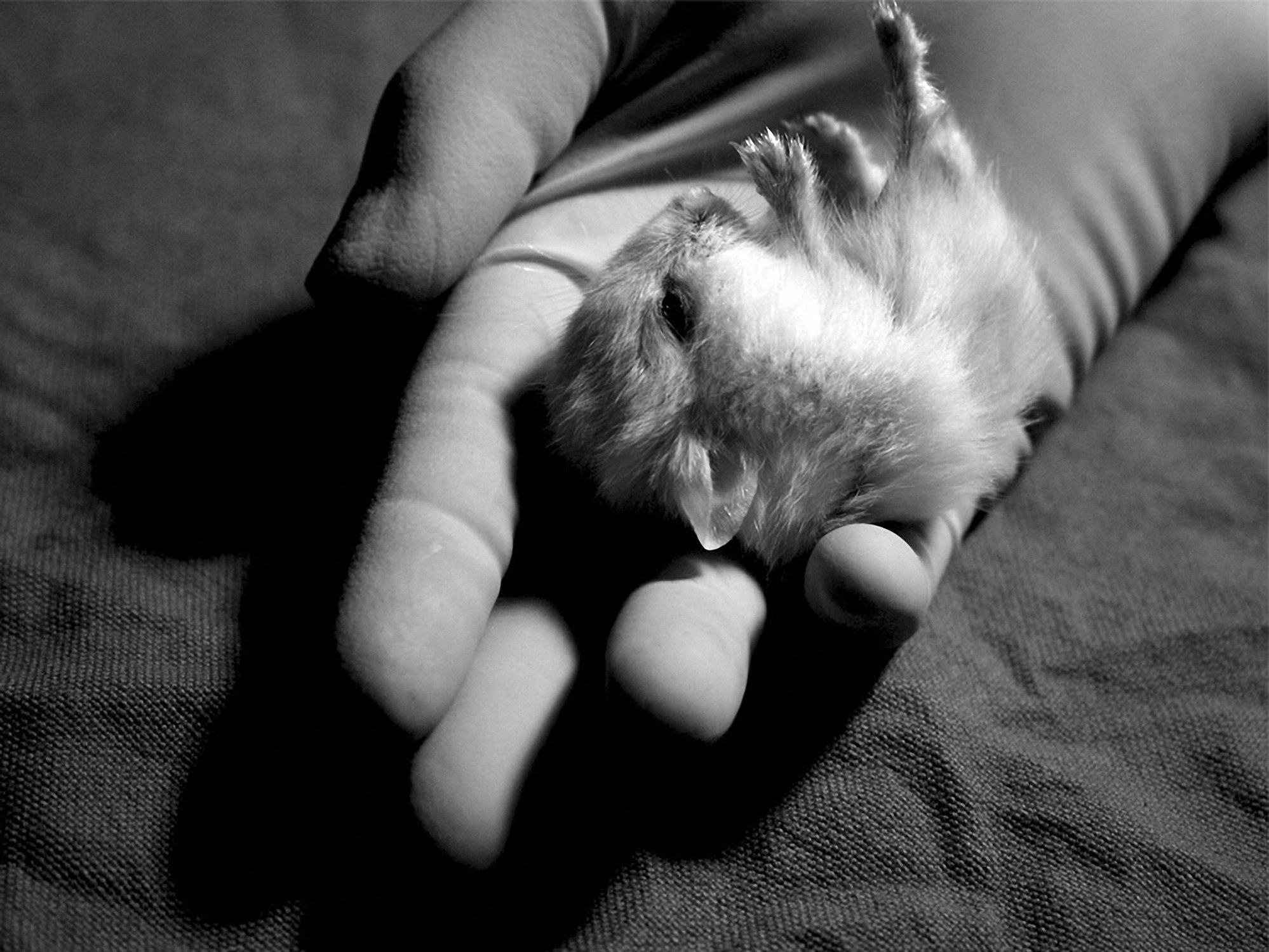 a hamster on its back in someone's hand