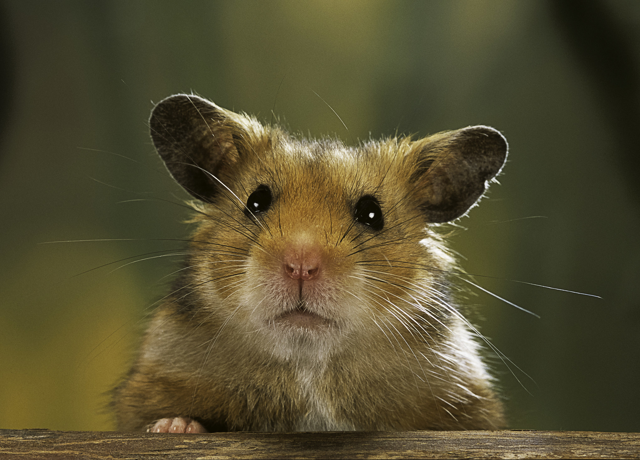 People Are Claiming "All Hamsters Die In Really Traumatic Ways"