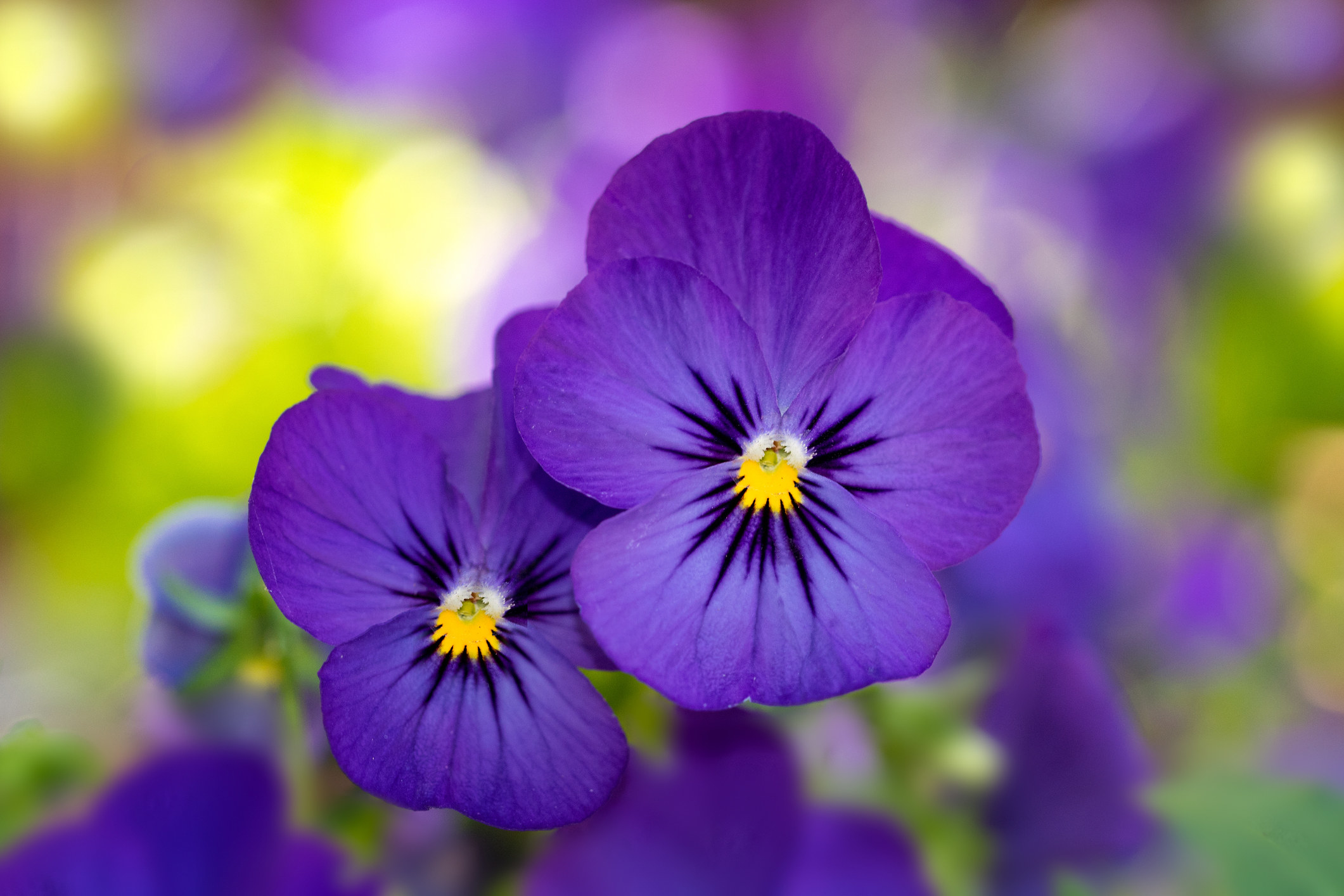 Two violet flowers sit in a field