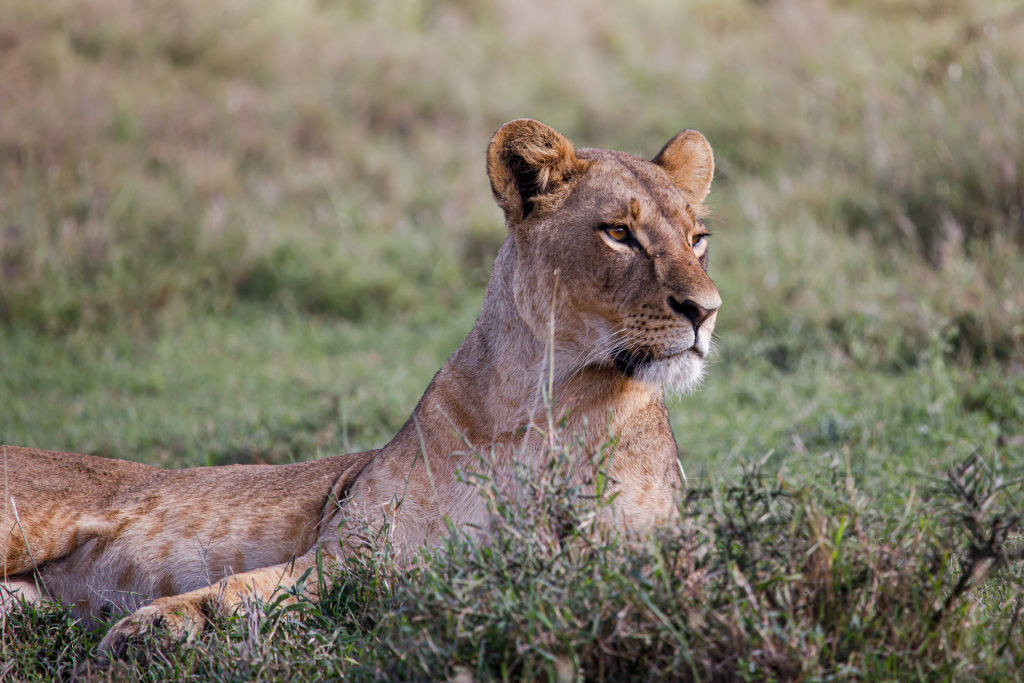 A female lion lying on grass and looking in the distance