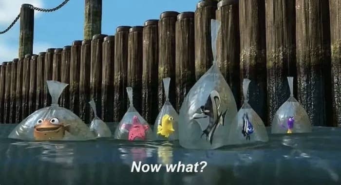 A bunch of fish in plastic bags saying, "Now what?"